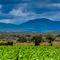 Mangola, usually these fields yield onions, but out of season Maize is planted instead